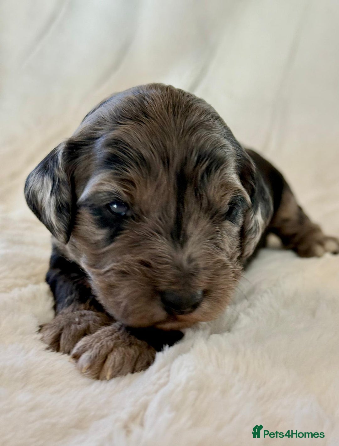 Cockapoo dogs for sale: F1b Miniature Cockapoo Pups Fully Health Tested - Advert 13