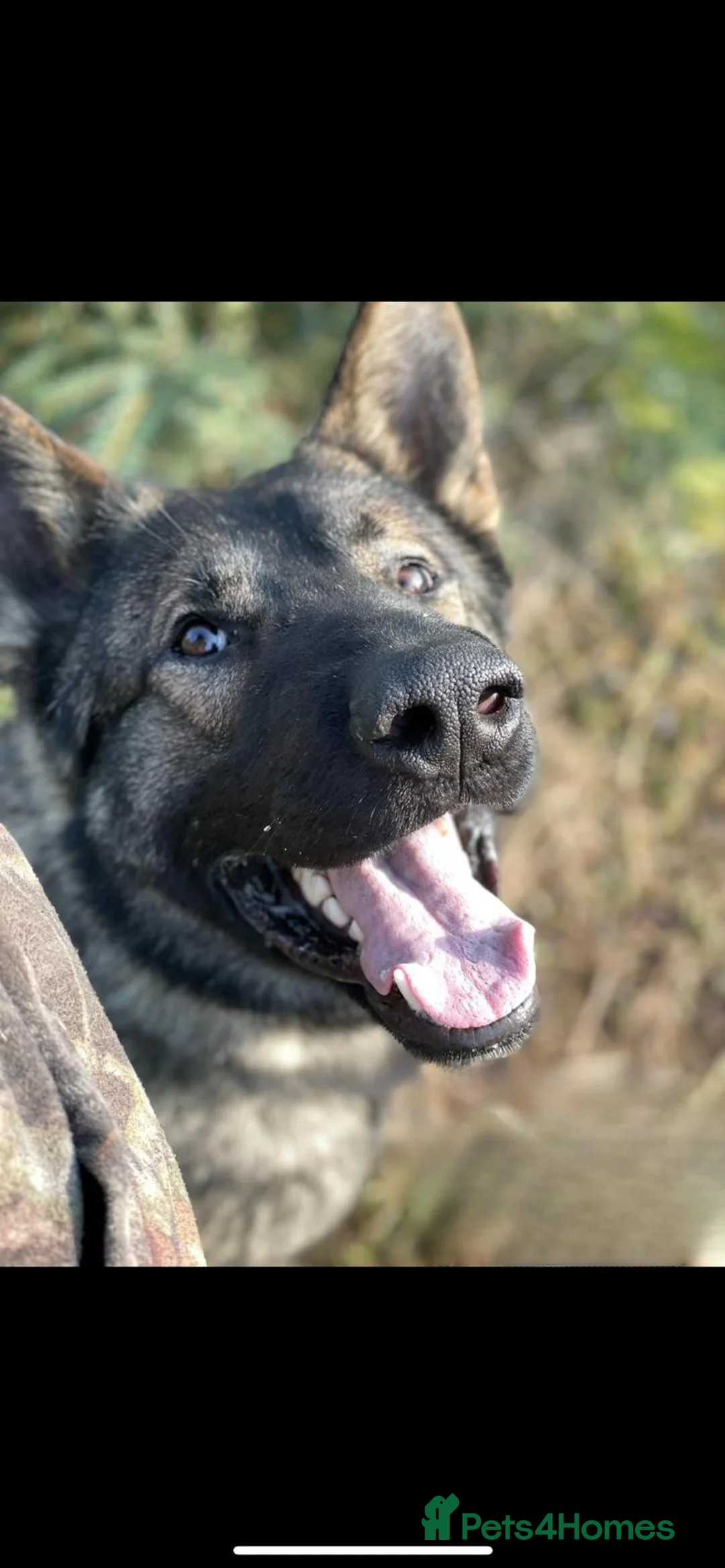 German Shepherd dogs for sale: German Shepherd GSD working line  - Advert 2