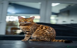 Bengal cats for sale: One of the kind Bengal Female -TICA reg.-Wild look - Image 13