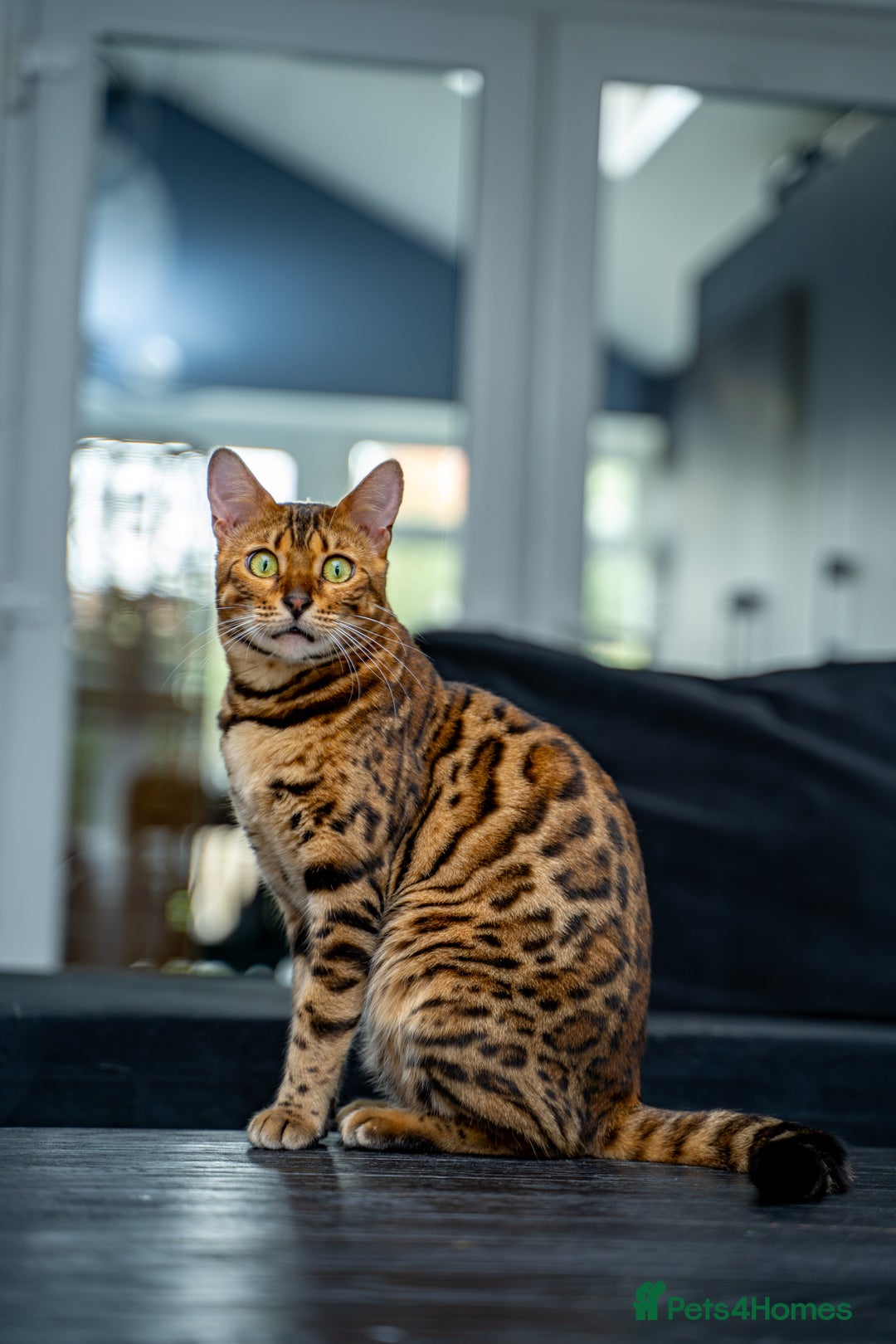 Bengal cats for sale: One of the kind Bengal Female -TICA reg.-Wild look - Image 13