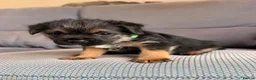 Border Terrier dogs for sale: 6 Beautiful Border Terrier Puppies SLEM CLEAR🐶 - Advert 1