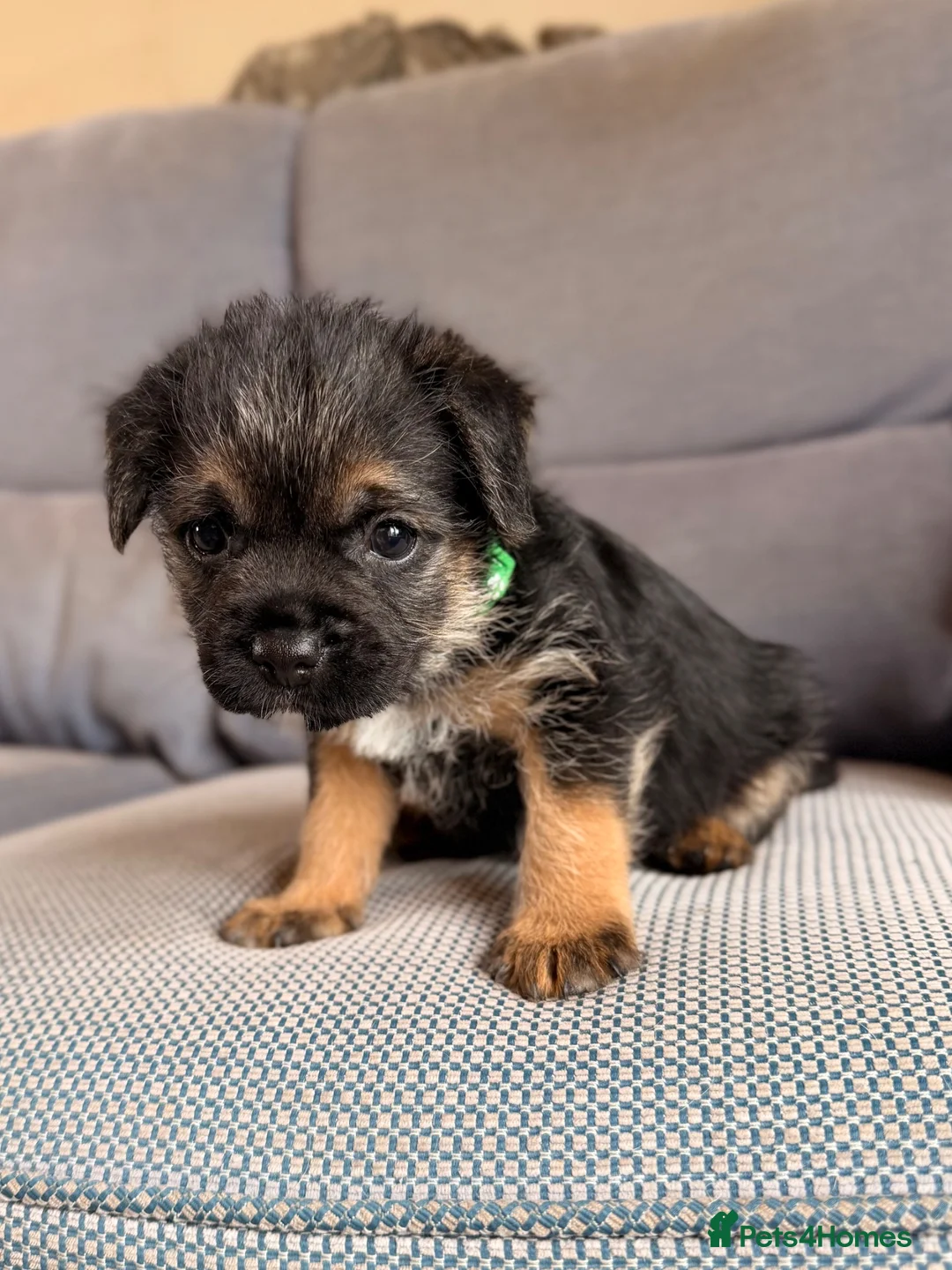 Border Terrier dogs for sale: 6 Beautiful Border Terrier Puppies SLEM CLEAR🐶 - Advert 1