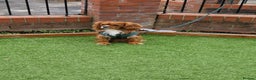 Cavalier King Charles Spaniel dogs for stud: Outstanding health tested cavalier stud in Liverpool - Advert 1