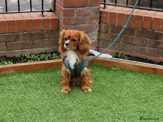 Cavalier King Charles Spaniel dogs Outstanding health tested cavalier stud in Liverpool - Advert 5