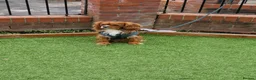 Cavalier King Charles Spaniel dogs for stud: Outstanding health tested cavalier stud in Liverpool - Advert 1