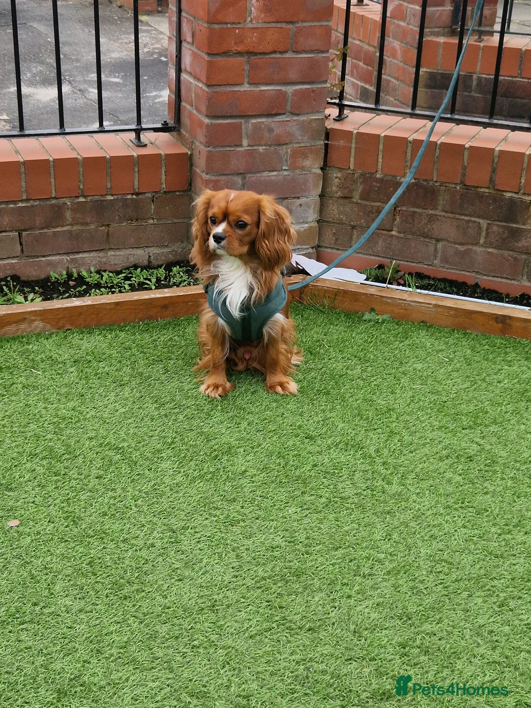Cavalier King Charles Spaniel dogs for stud: Outstanding health tested cavalier stud in Liverpool - Advert 1