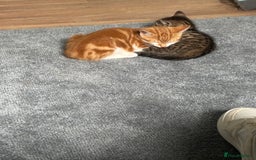 Mixed Breed cats for sale: 2 male cats  - Image 14