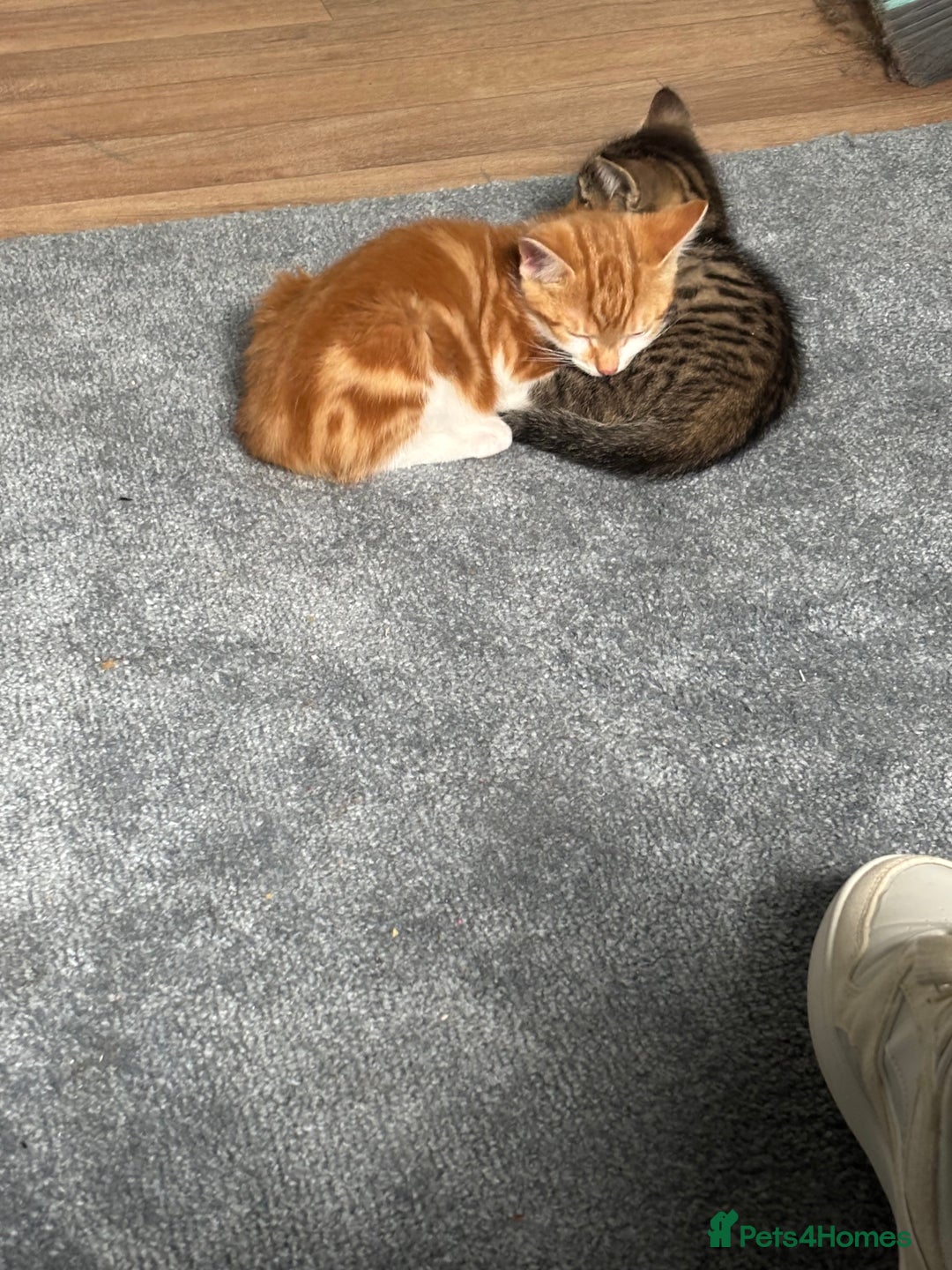 Mixed Breed cats for sale: 2 male cats  - Image 14