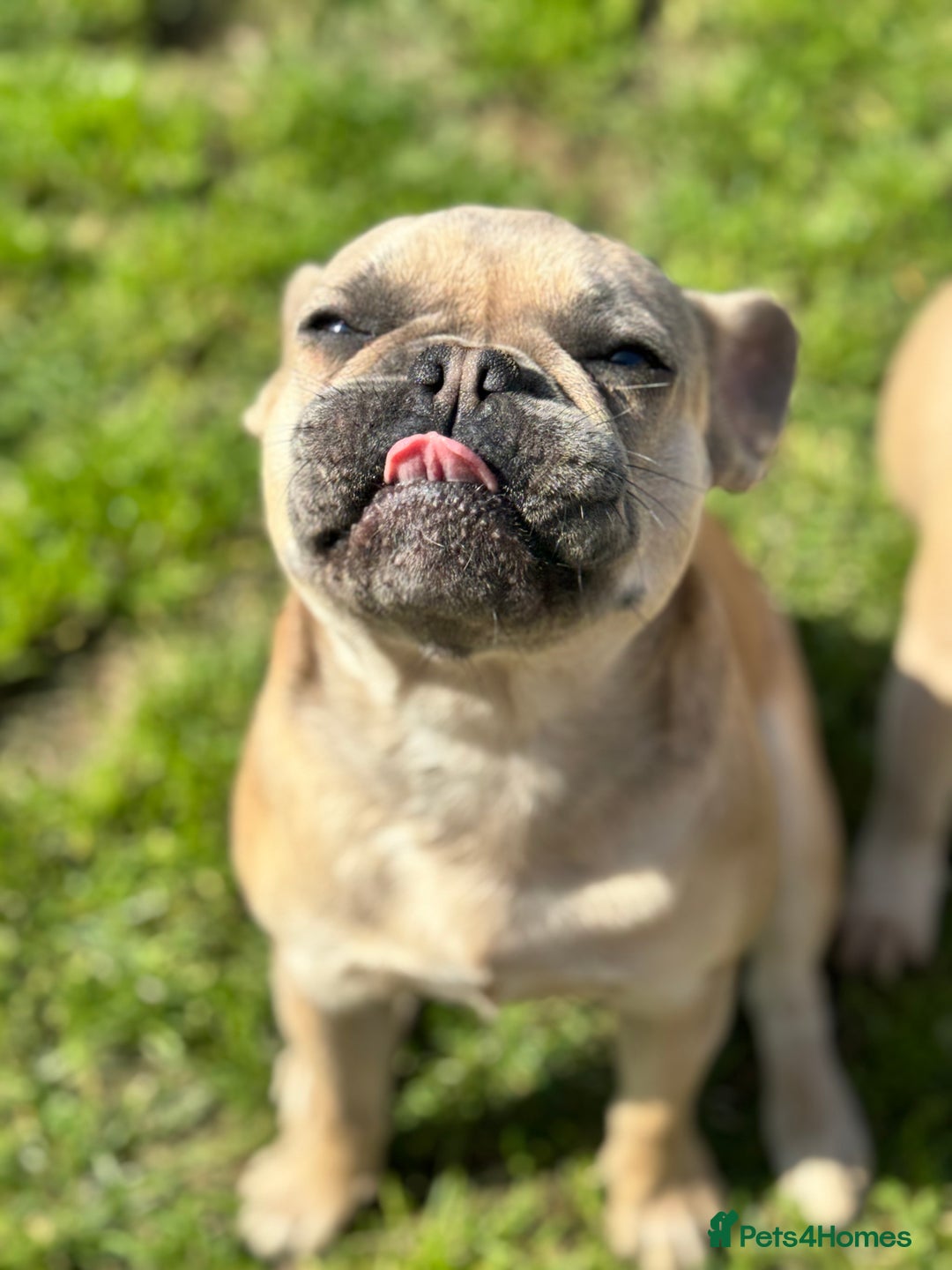 French Bulldog dogs for sale: Female French bulldog  - Image 3