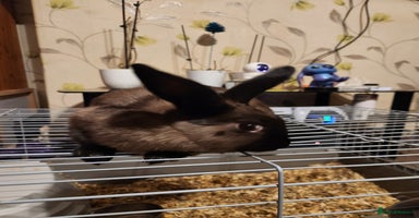 Rex rabbits Beautiful Mini Lop and Rex 🐰 bunny's  - Advert 2