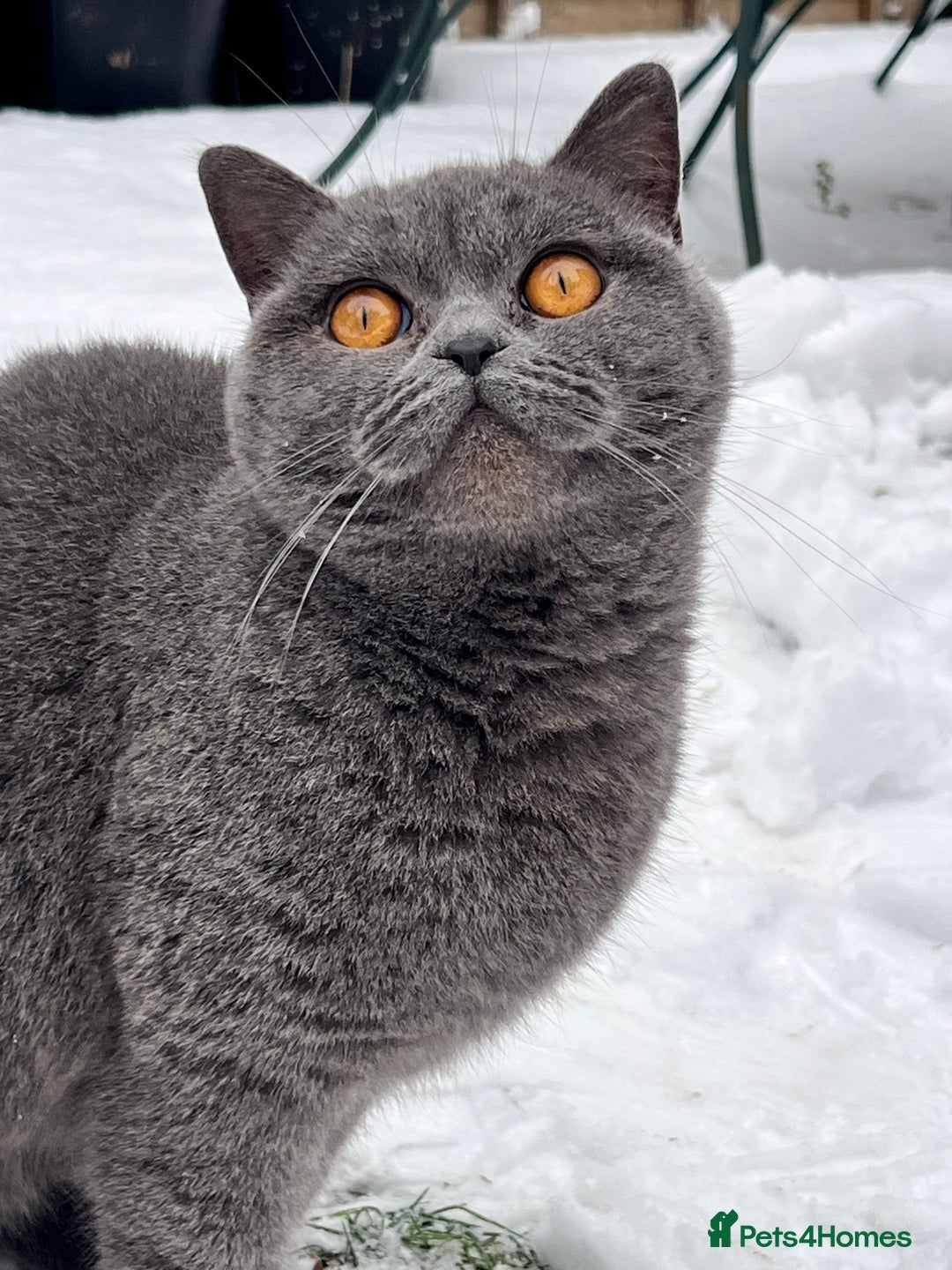 British Shorthair cats for sale: Beautiful British Shorthair Kittens - Image 6