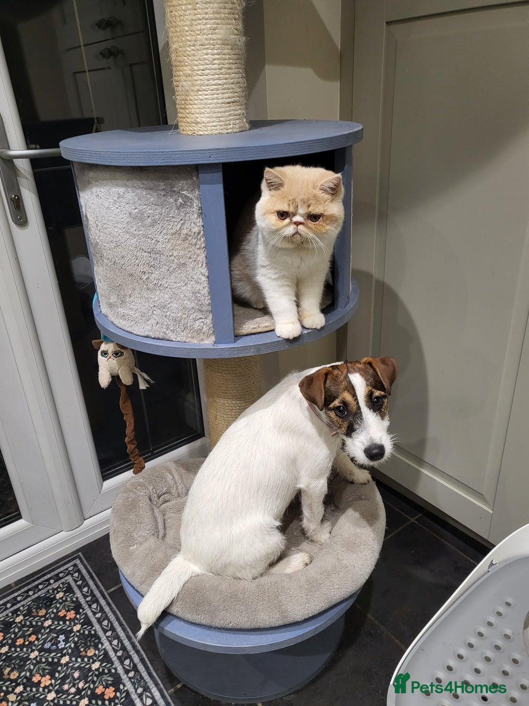 Exotic cats for sale: Hugo  - Advert 16