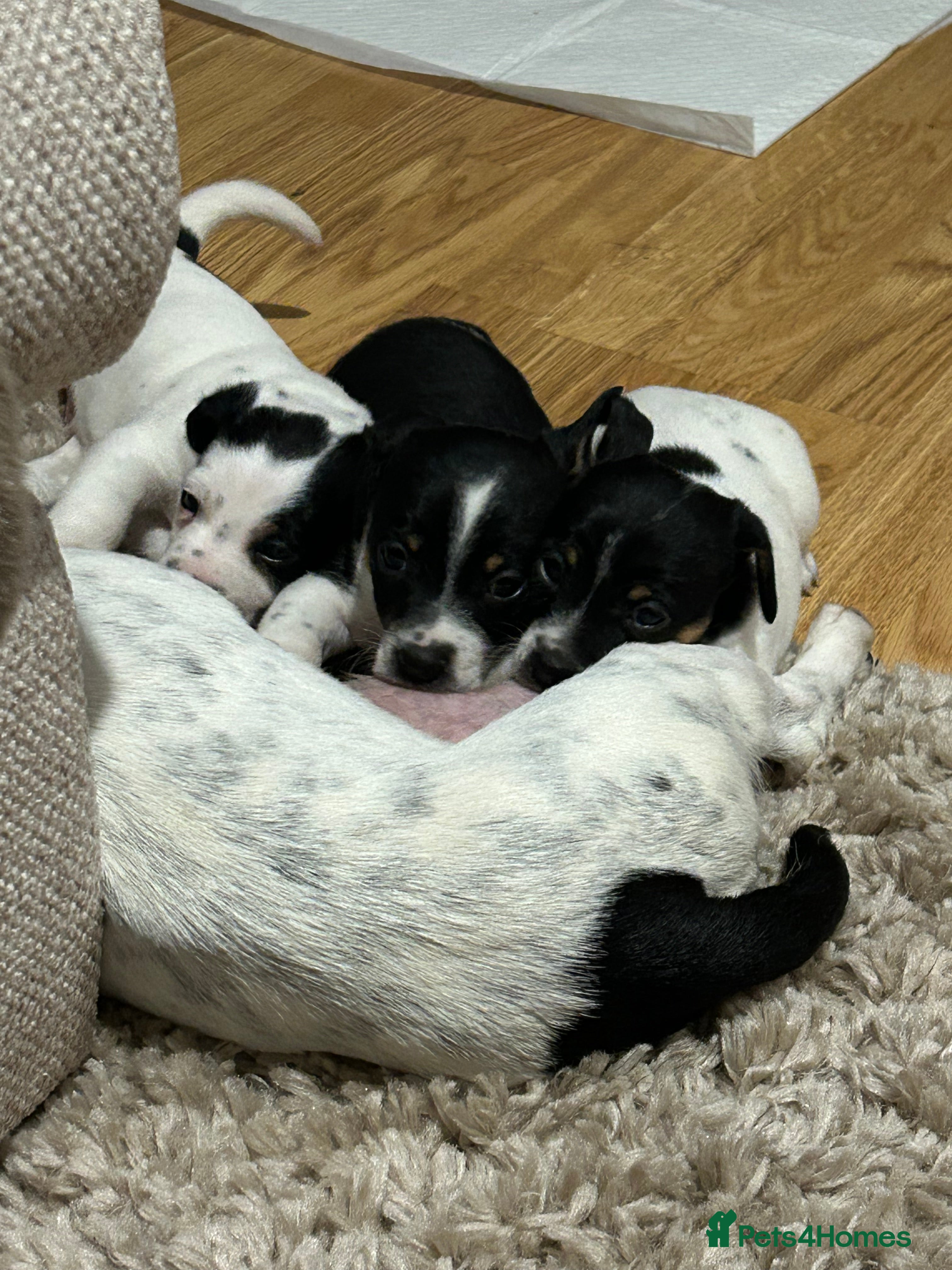 Jack Russell dogs Jack Russell Puppies  - Advert 1