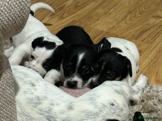 Jack Russell dogs Jack Russell Puppies - Advert 1