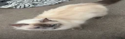 Ragdoll cats for sale: Female ragdoll  - Advert 2