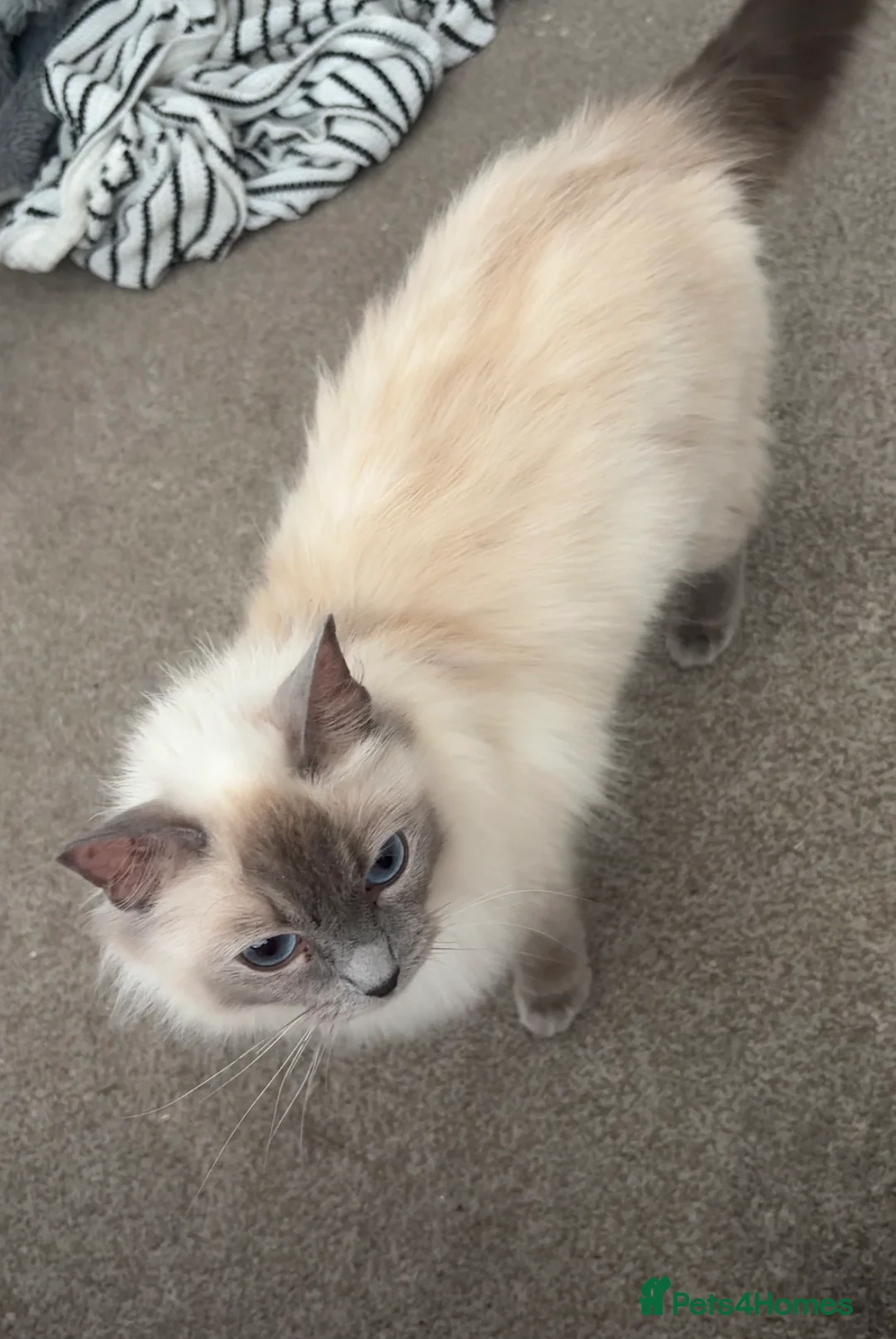 Ragdoll cats for sale: Female ragdoll  - Advert 2