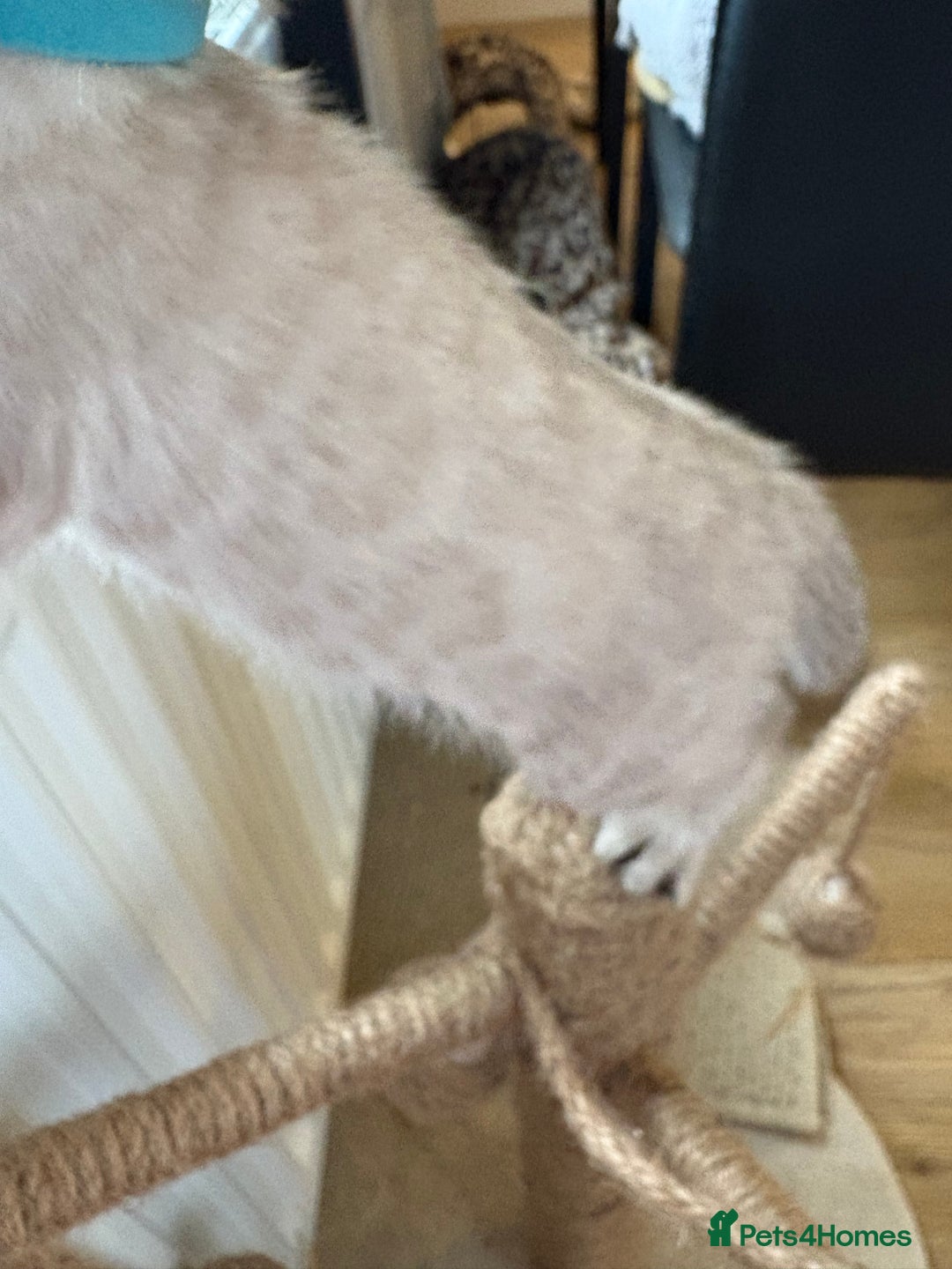 Bengal cats for sale: Adorable snow Bengals. - Image 9