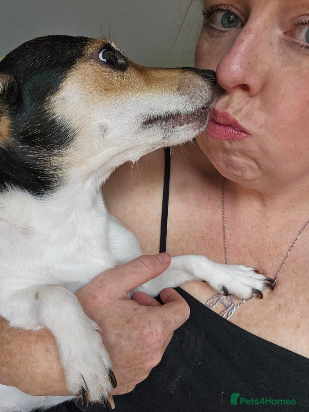 Jack Russell dogs for adoption: 💖🐶 DAISY 🐶💖 - Image 9