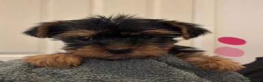 Yorkshire Terrier Puppy 3