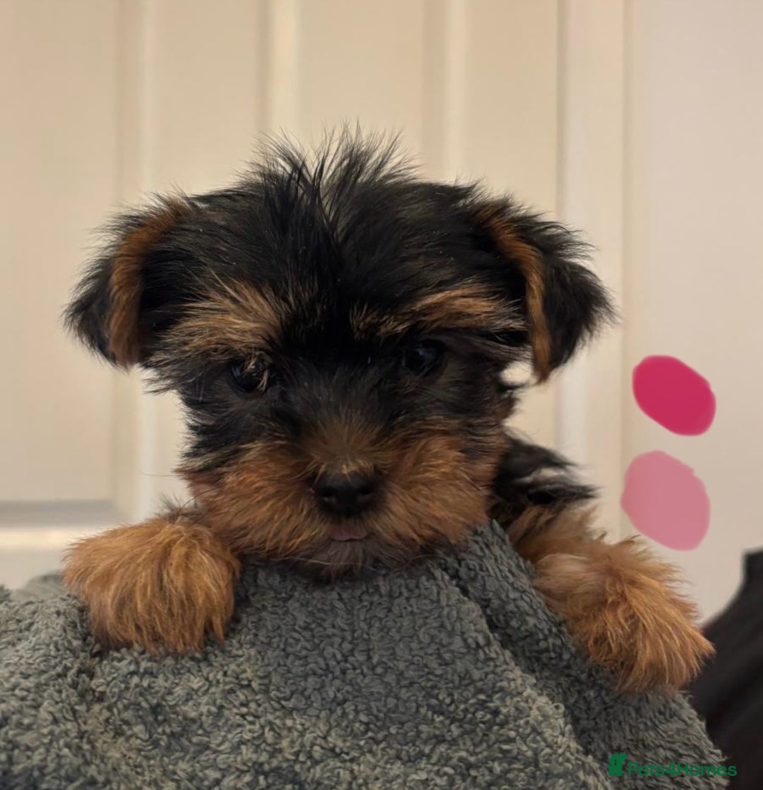 Yorkshire Terrier dogs for sale: Pure Yorkshire terriers  - Advert 2