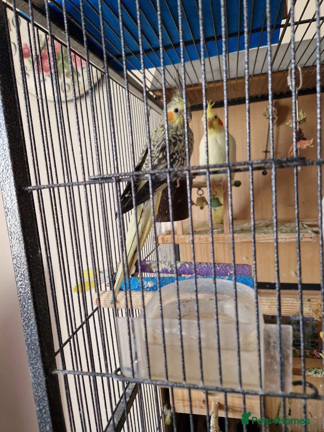 Cockatiels birds for sale: 3 lovely cockatiels - Advert 2