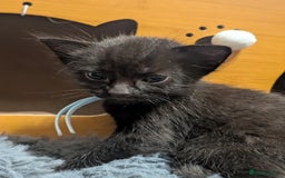 Maine Coon cats for sale: Last 2 beautiful Maine coon x males  - Image 11