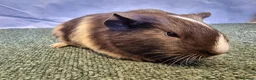 Guinea Pig rodents for sale: Guinea pigs  in Usk - Advert 4