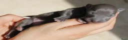Italian Greyhound dogs for sale: Italian Greyhound Puppies. 5* Licensed Breeder - Advert 12