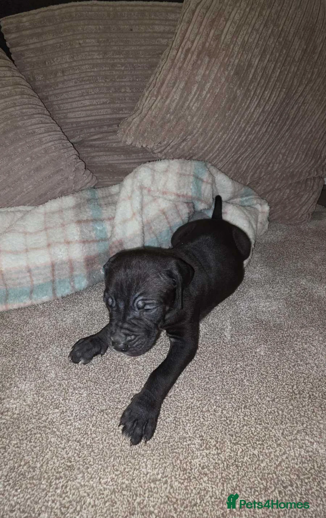 Presa Canario dogs for sale: Dual Purpose Presa Canario Puppies for Homing - Advert 3