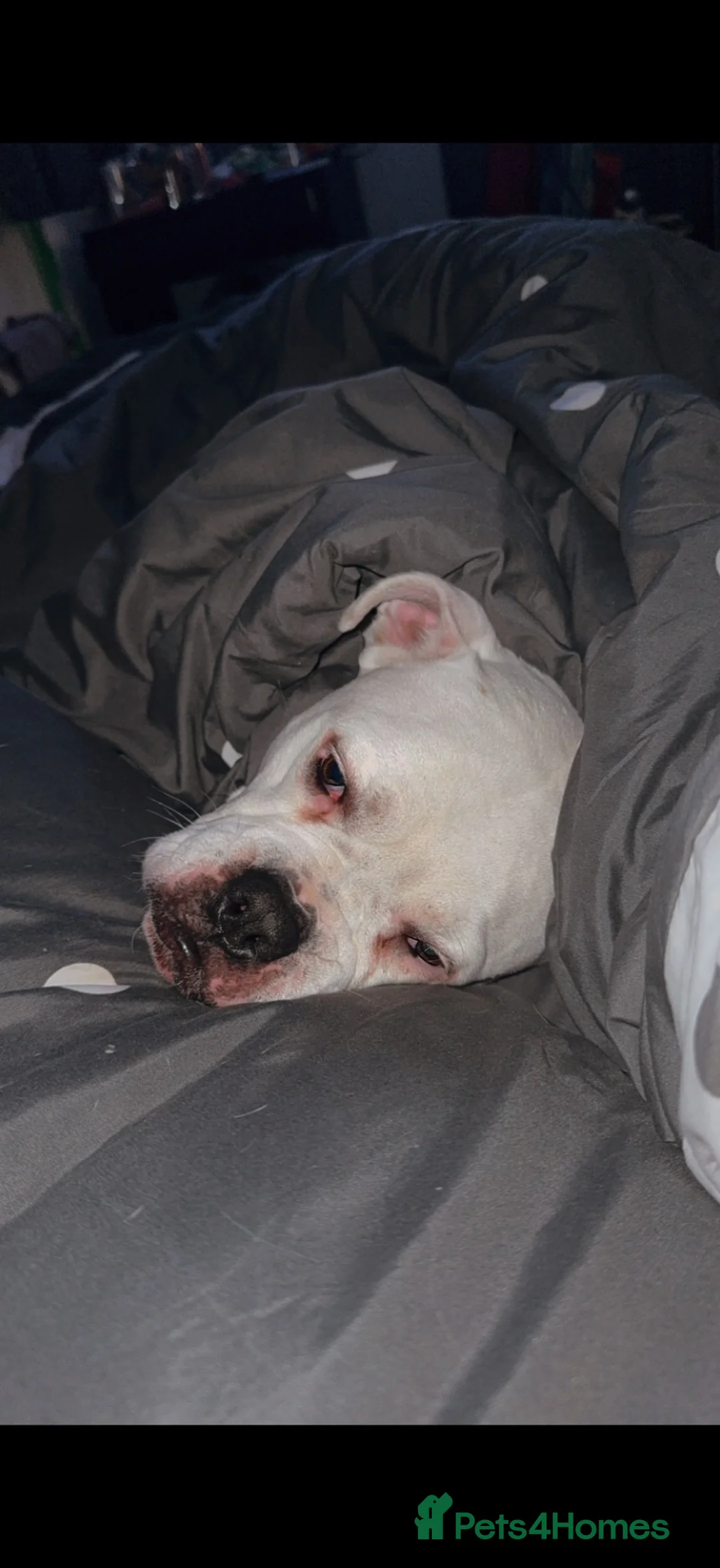 Mixed Breed dogs for sale: Remy  - Advert 4