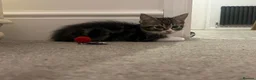 Mixed Breed cats for sale: Maine Coon × Ragdoll Kittens – Ready Now 🐾 - Advert 9