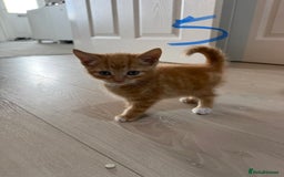 Mixed Breed cats for sale: 5 bsh mixed kittens ready  - Image 13