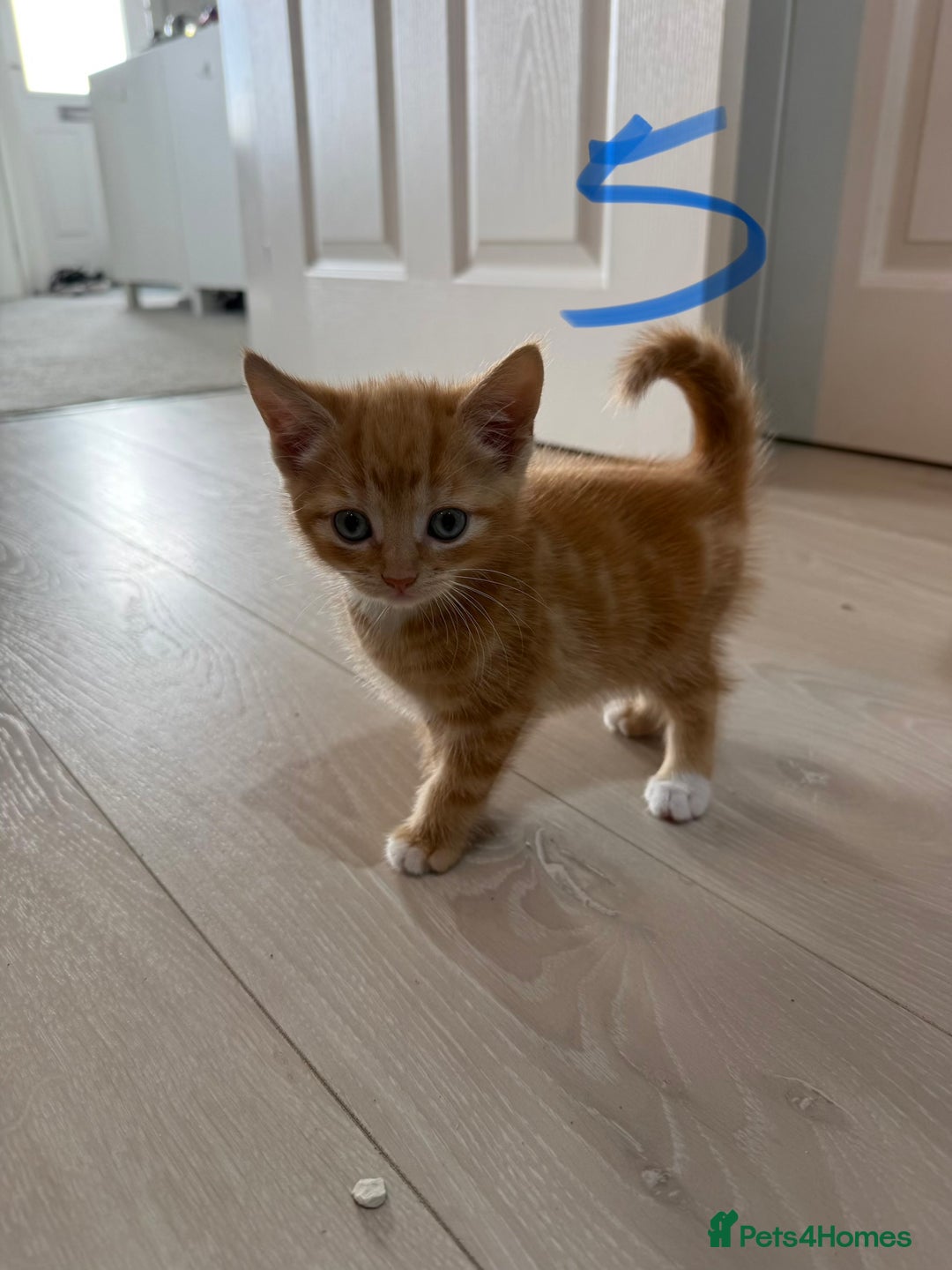 Mixed Breed cats for sale: 5 bsh mixed kittens ready  - Image 13