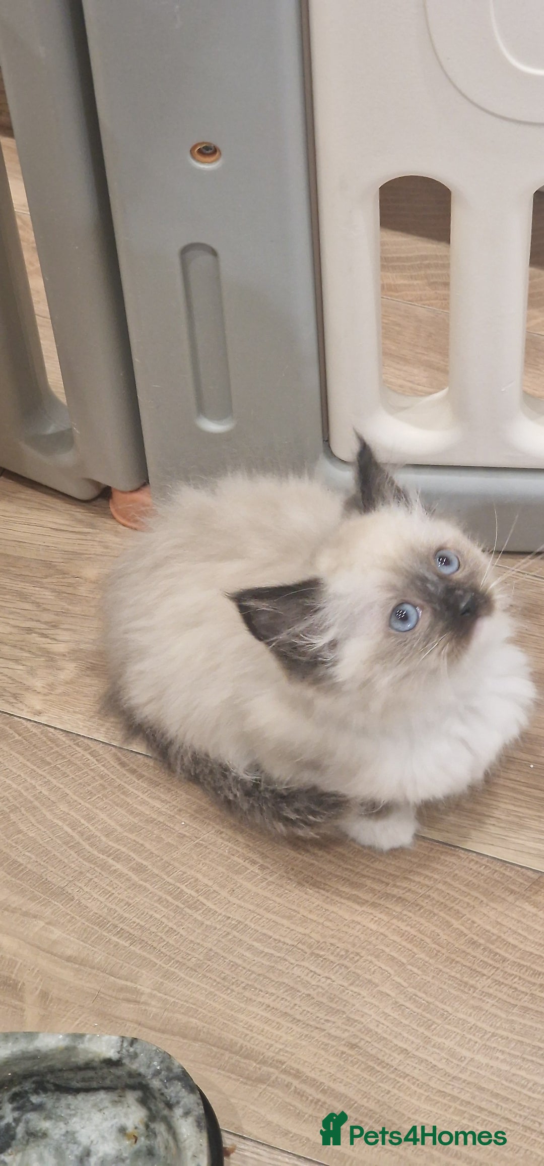 Ragdoll cats for sale: Ragdoll kittens ready now - Advert 29