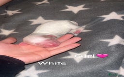 Cockapoo dogs for sale: Cockapoo puppies  - Image 3