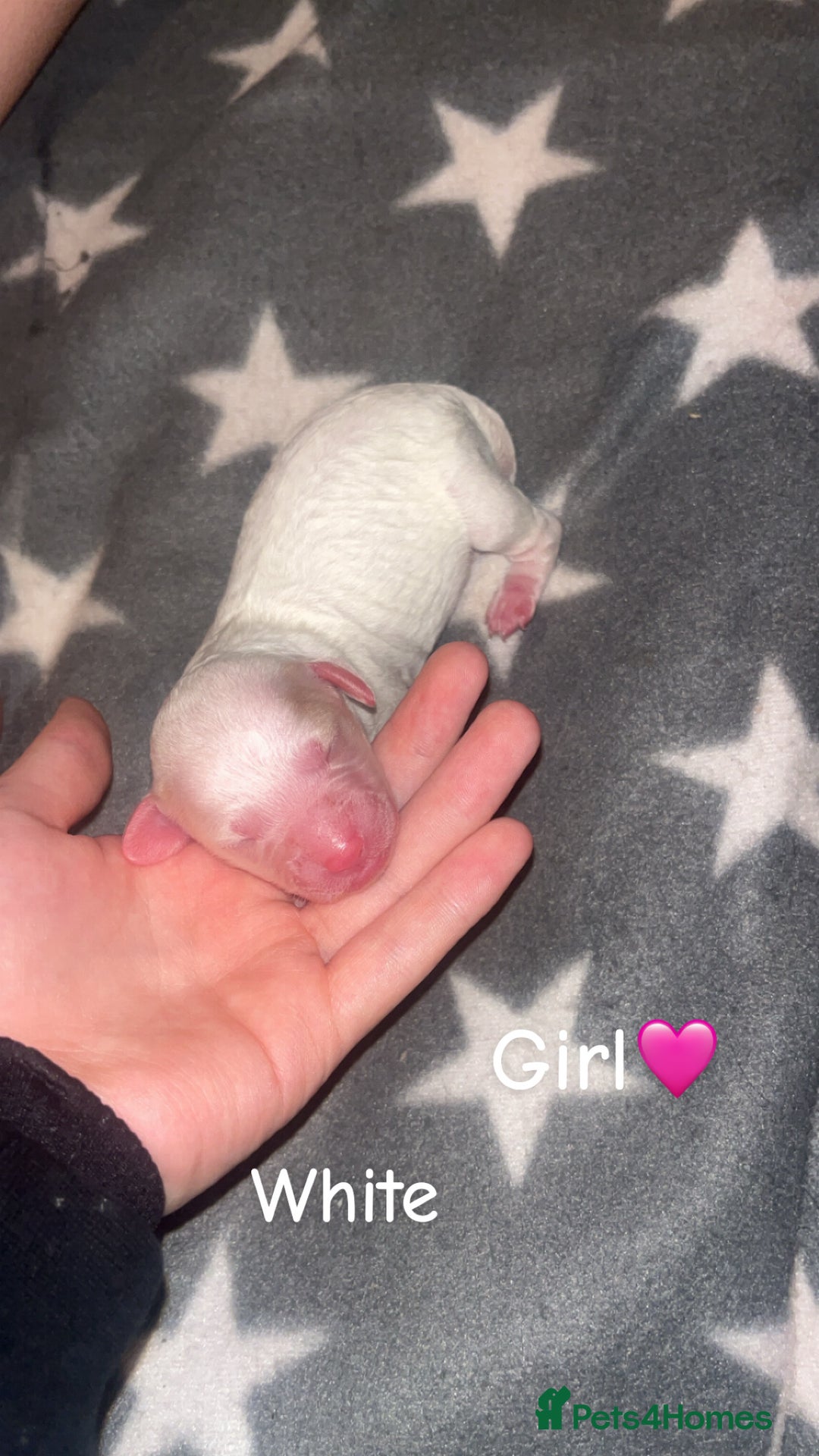 Cockapoo dogs for sale: Cockapoo puppies  - Image 3