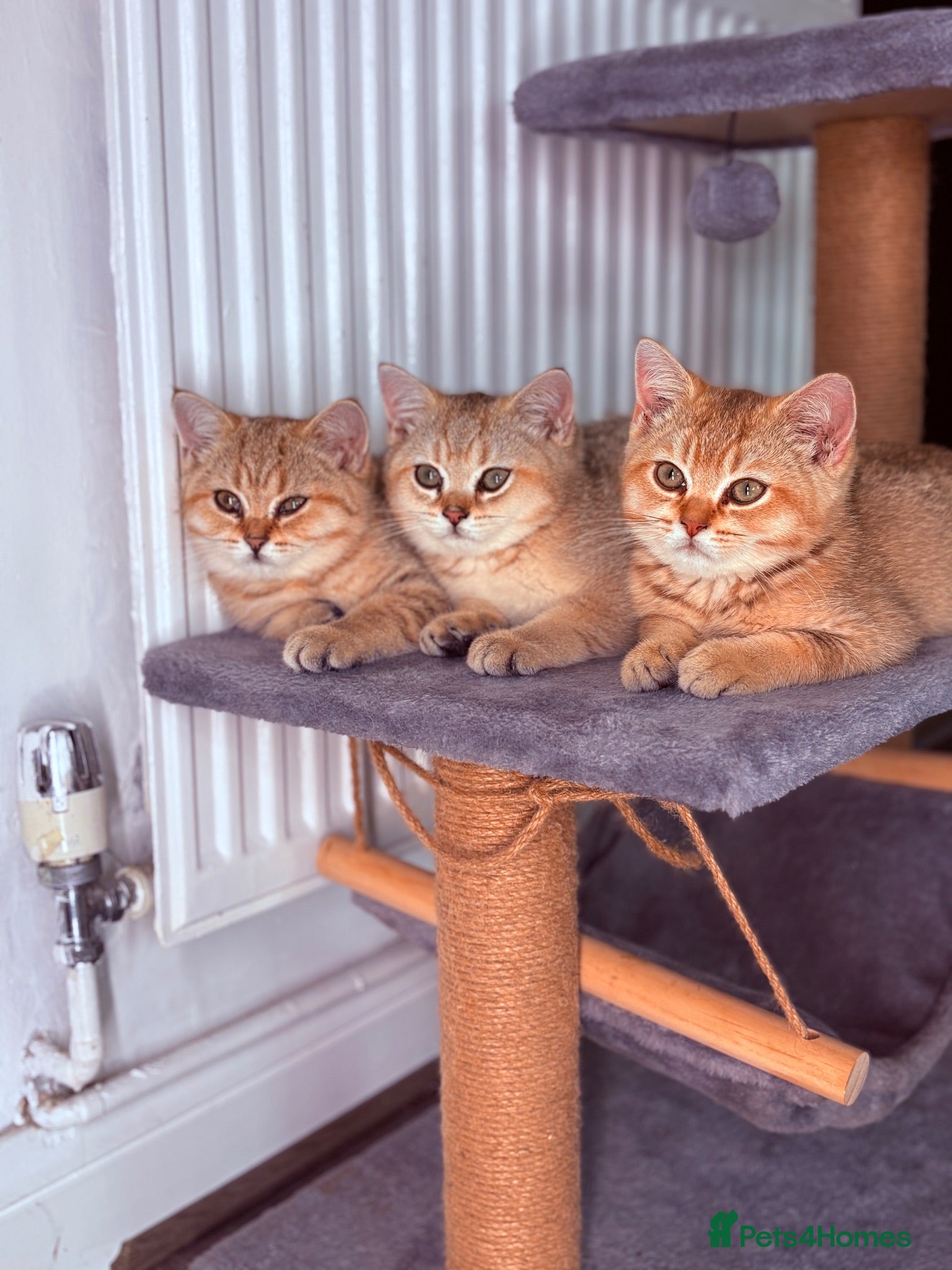 British Shorthair cats GCCF Golden BSH Kittens | Ready Now - Advert 2