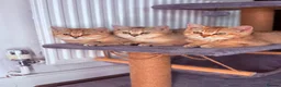 British Shorthair cats for sale: Ready Now /GCCF Golden BSH Kittens  - Advert 18