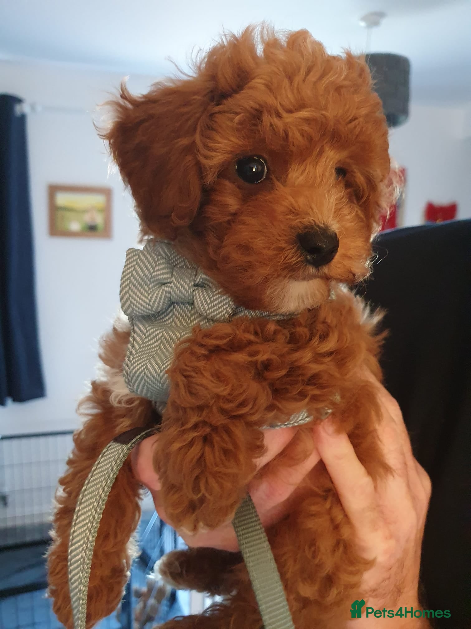 Cavapoo dogs  1 boy remaining. Health tested stunning cavapoos - Advert 15