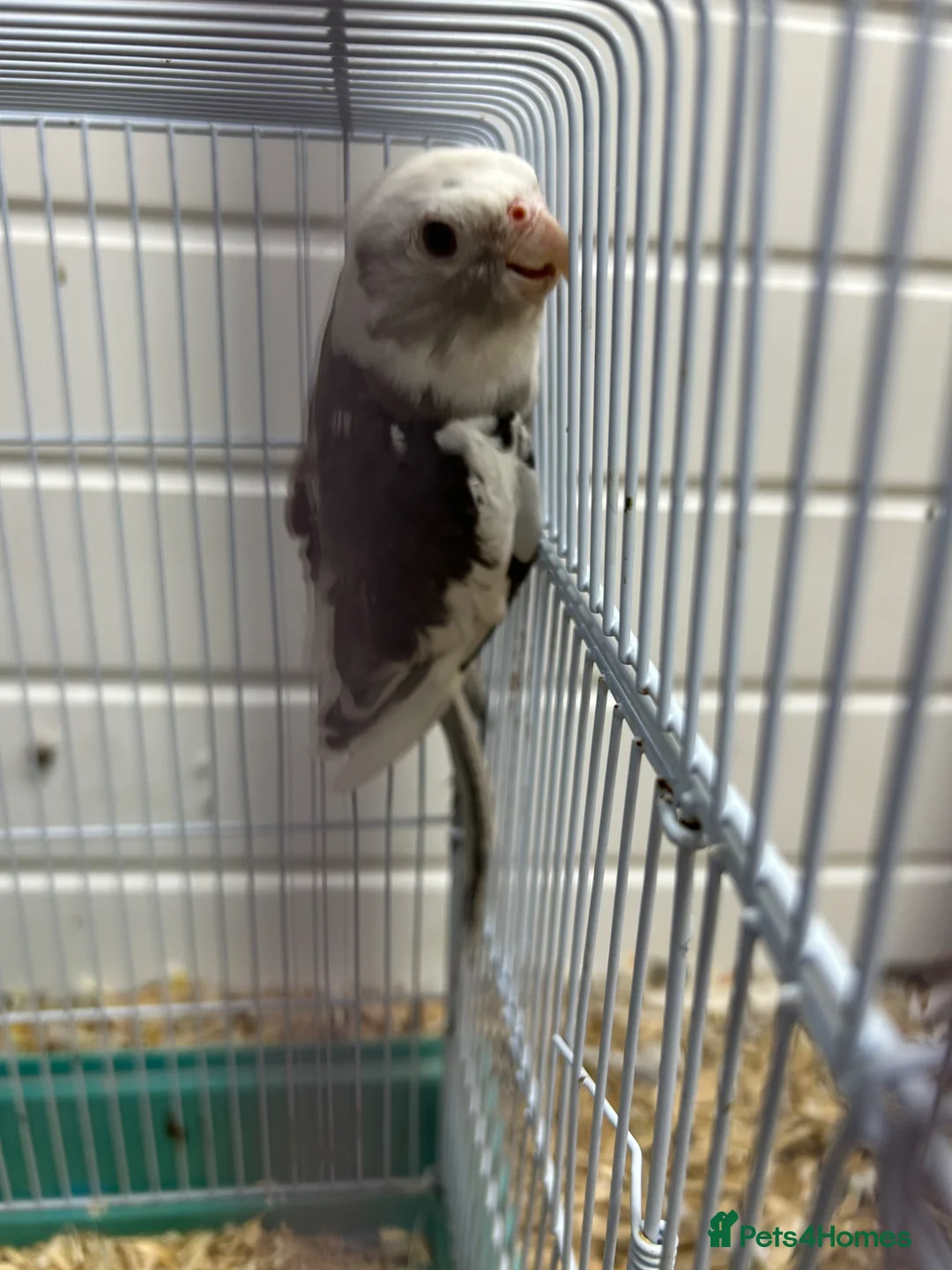 Cockatiels birds for sale: Male cockatiel - Advert 2