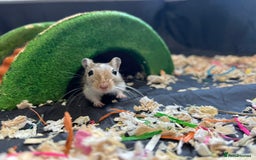 Gerbil rodents for sale: 2 Male Gerbils. OPEN TO OFFERS - Image 8