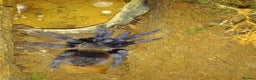 Tarantulas invertebrates for sale: Various T's FOR SALE!  - Advert 9