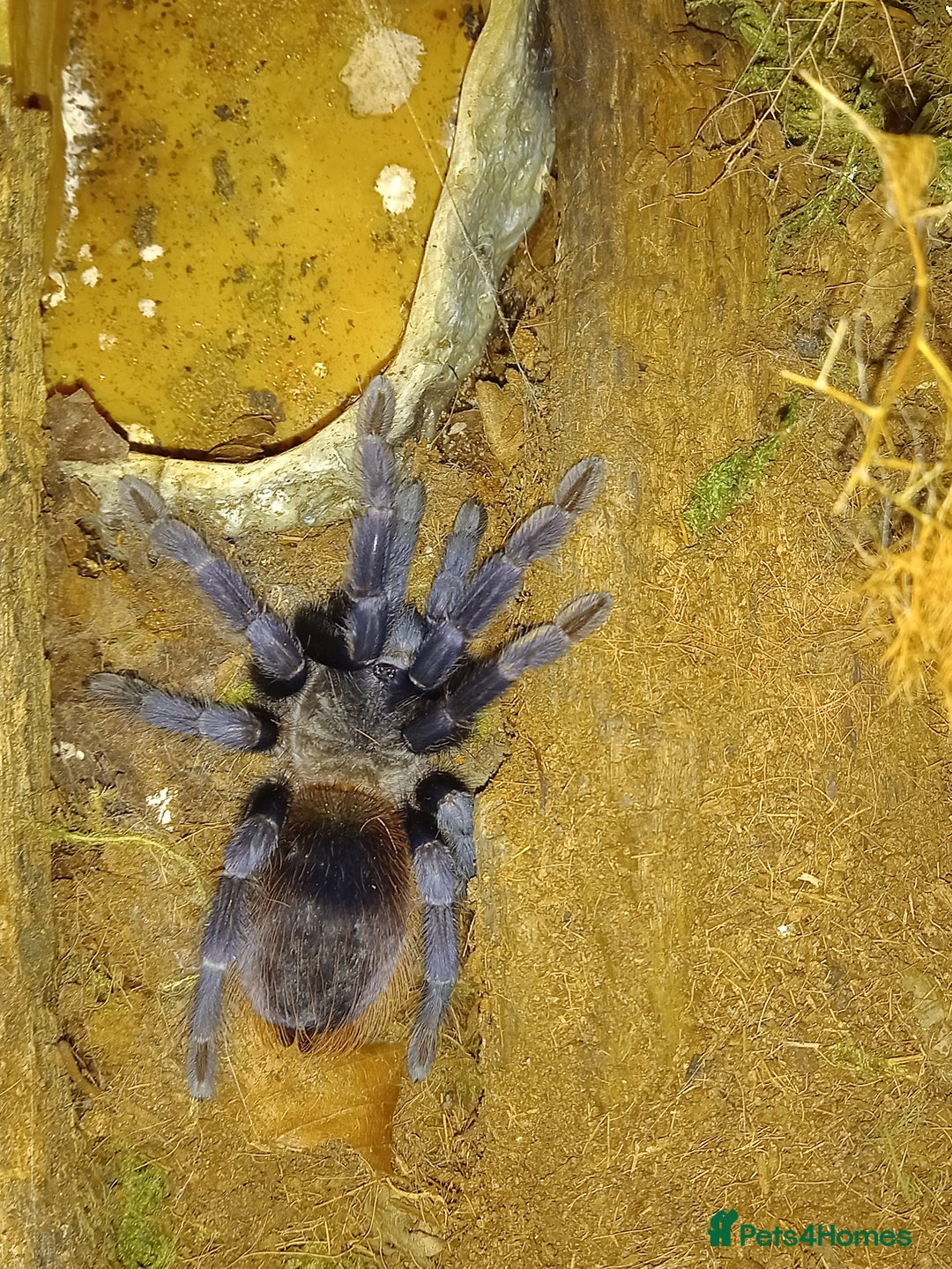 Tarantulas invertebrates for sale: Various T's FOR SALE!  - Advert 9