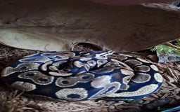 Python Snake reptiles for sale: Royal python and set-up for sale - Image 2