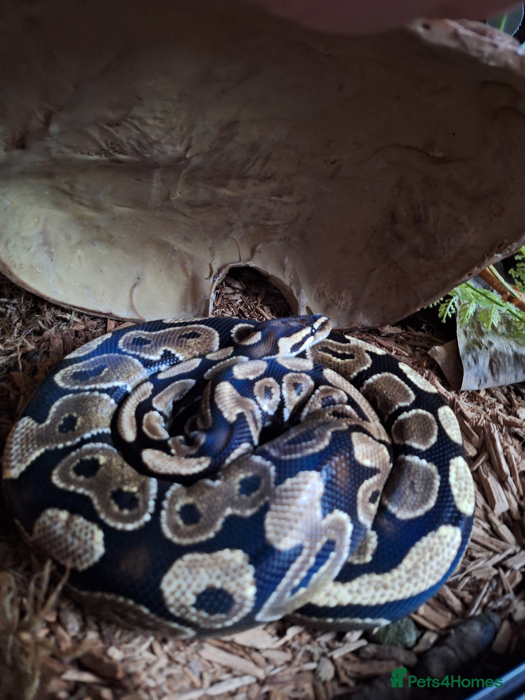 Python Snake reptiles for sale: Royal python and set-up for sale - Image 2