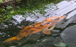 Koi Carp fish for sale: Various large carp available - Pond Closure  - Image 11