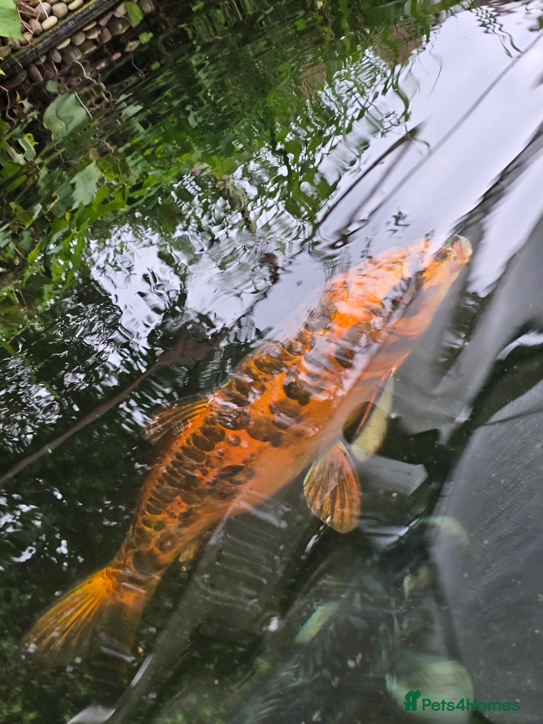 Koi Carp fish for sale: Various large carp available - Pond Closure  - Image 11