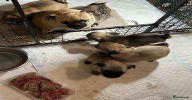 Mixed Breed dogs - Advert 9
