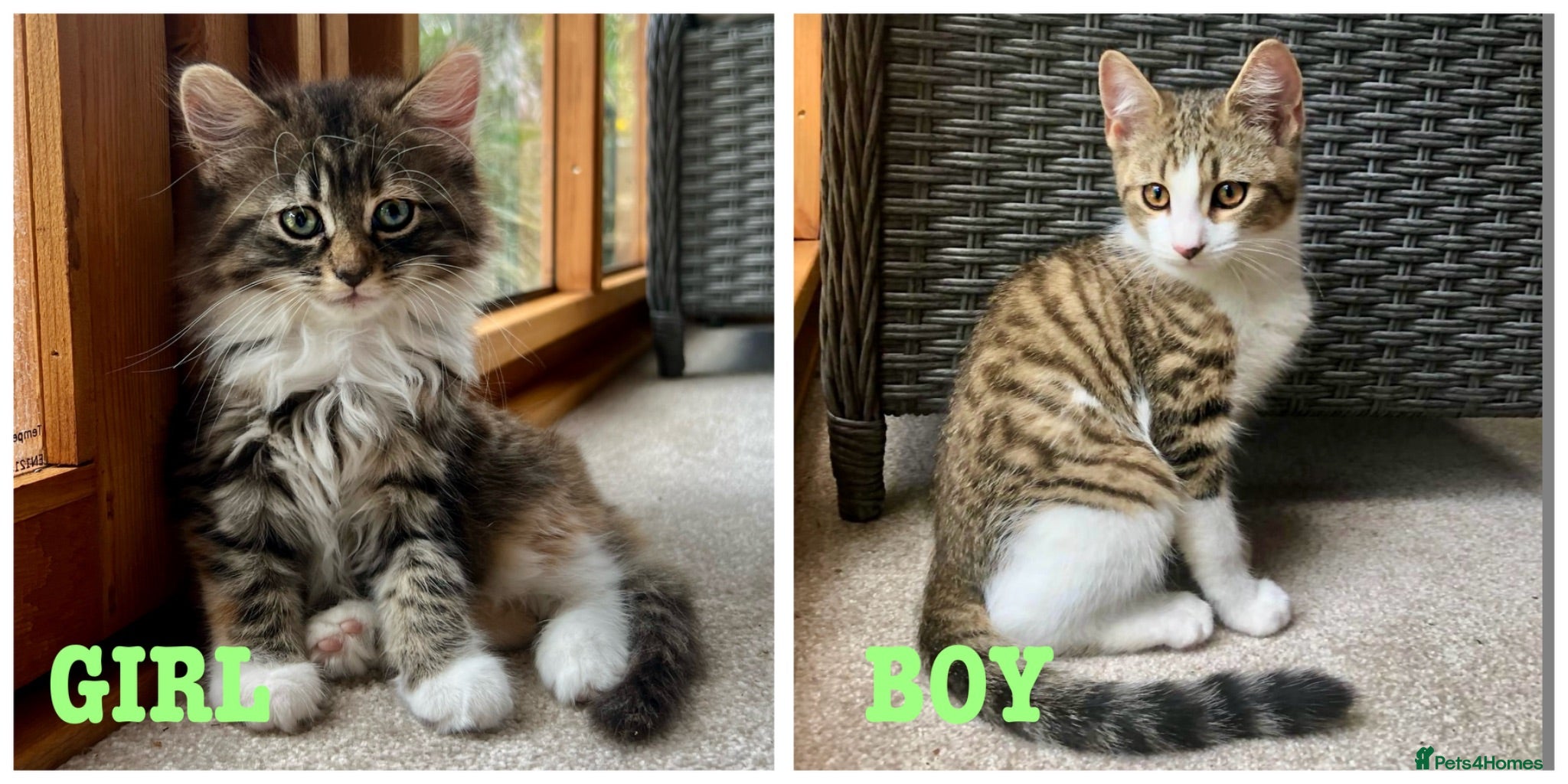 Mixed Breed cats READY NOW - 2 Left - Pedigree Cross Kittens - Advert 1