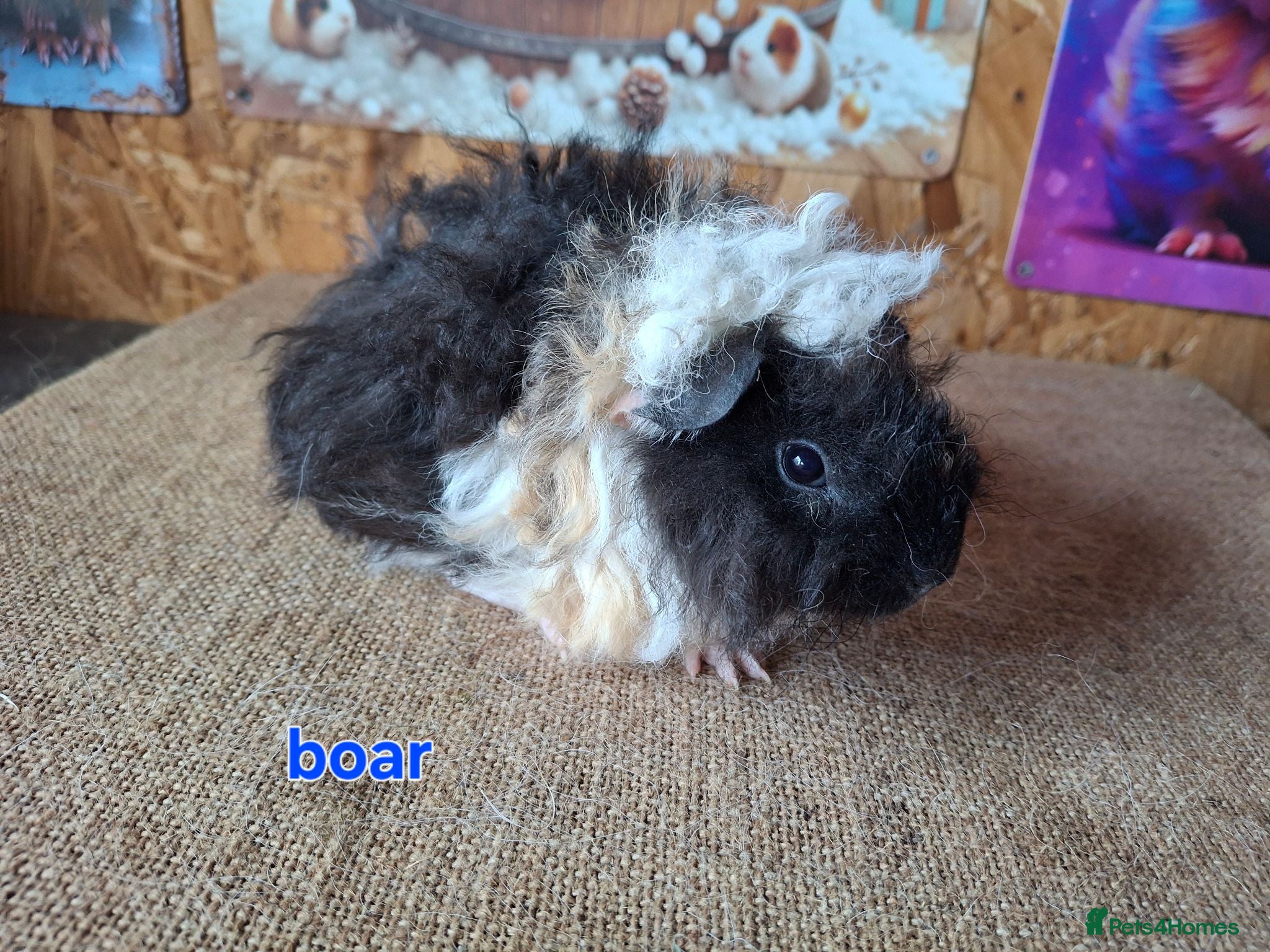 Guinea Pig rodents Lunkarya  - Advert 1